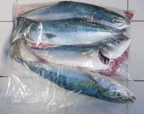ワラサの釣果