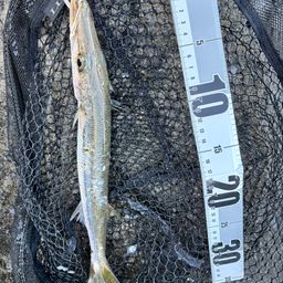 タイワンカマス