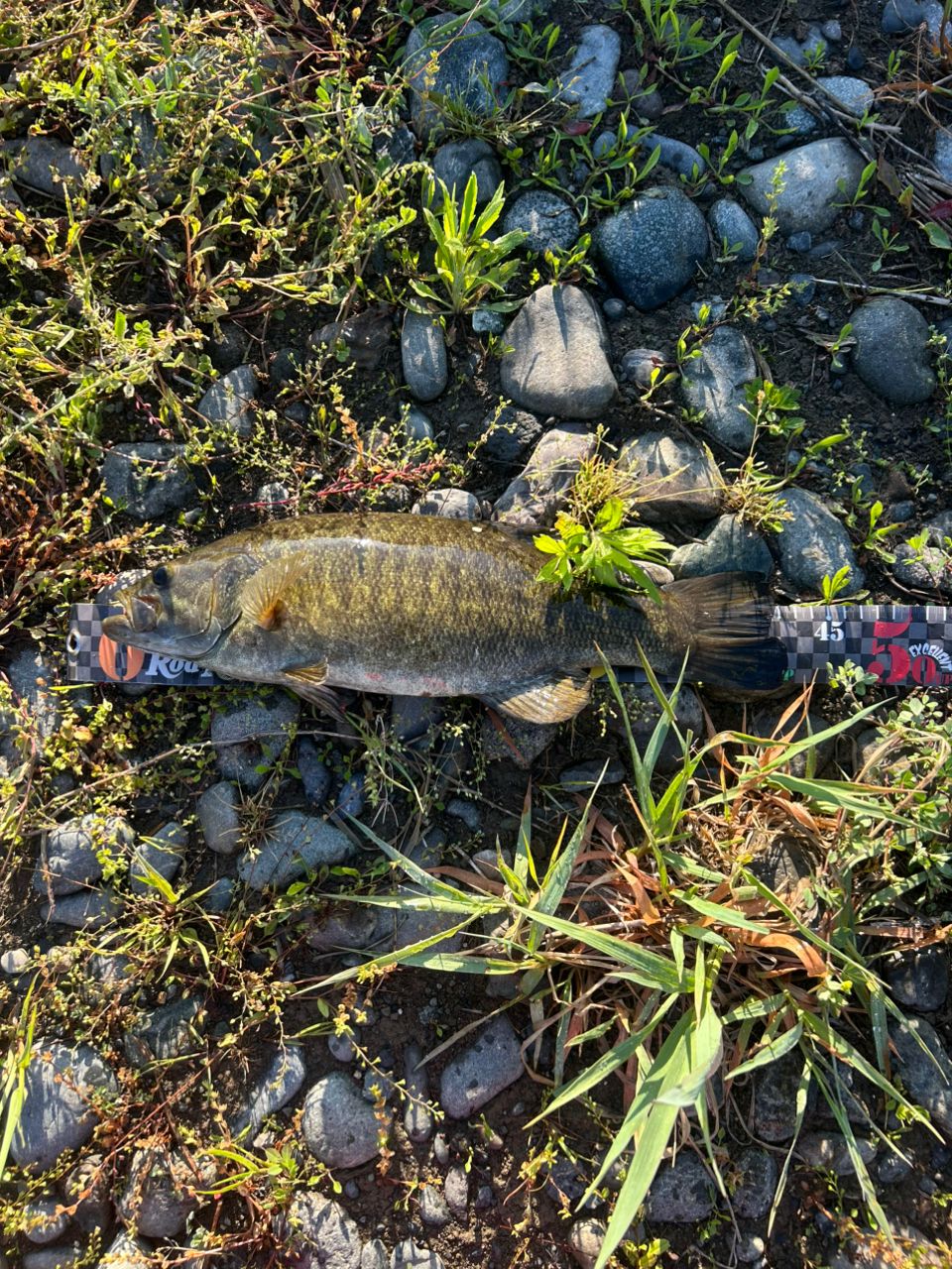 スモールマウスバス