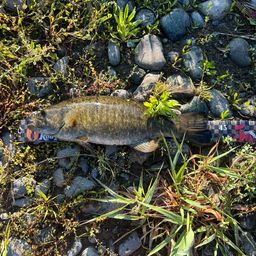 スモールマウスバス