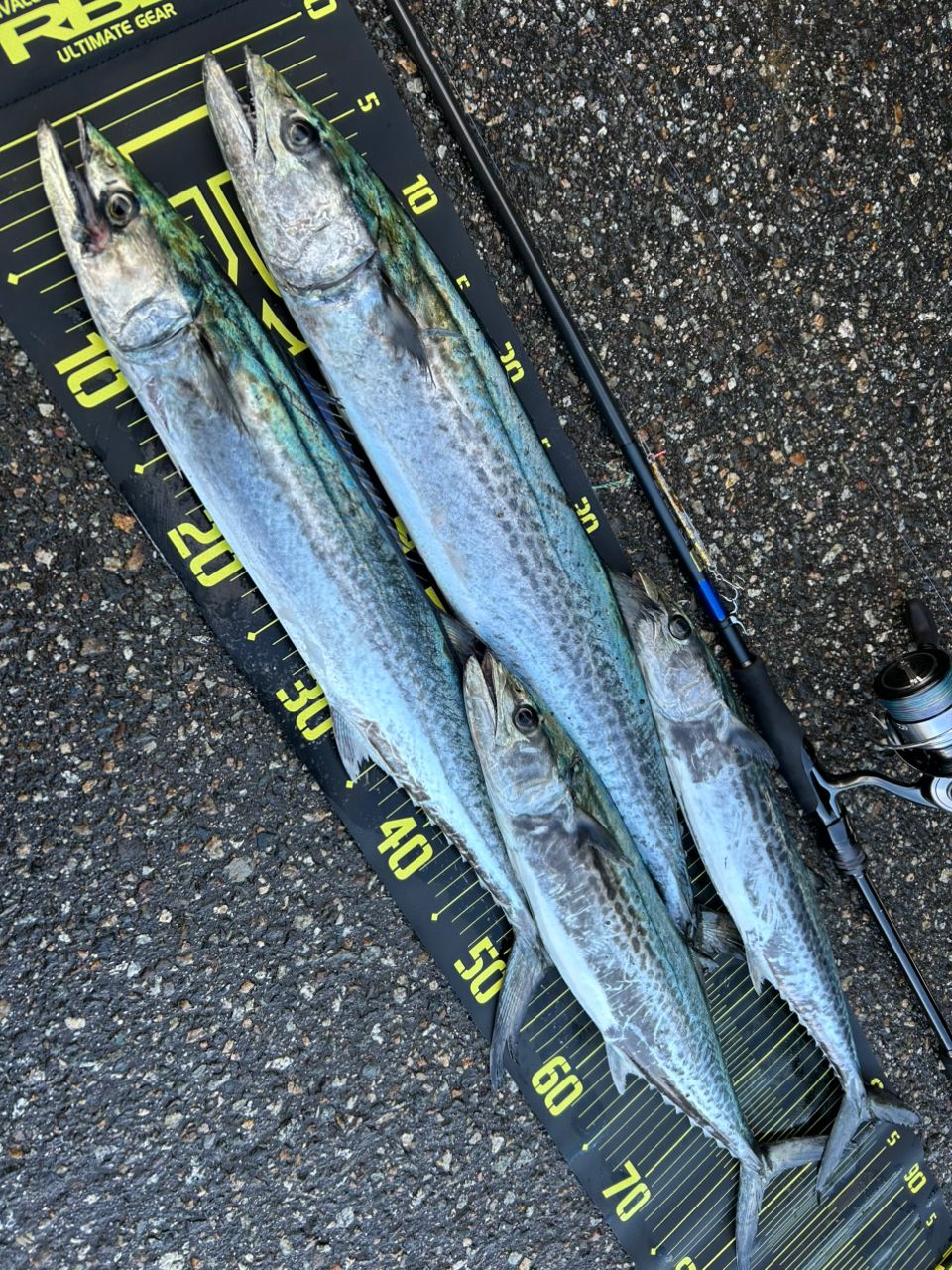 さかな 楽天市場】25 サンダーボルト チャンネルアイランド CIFISH