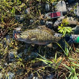 スモールマウスバス