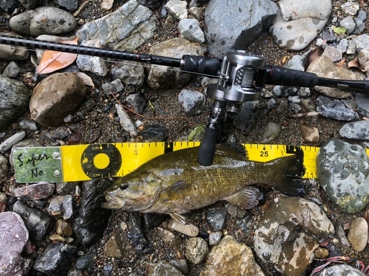 スモールマウスバス