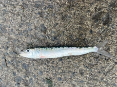 イワシの釣果