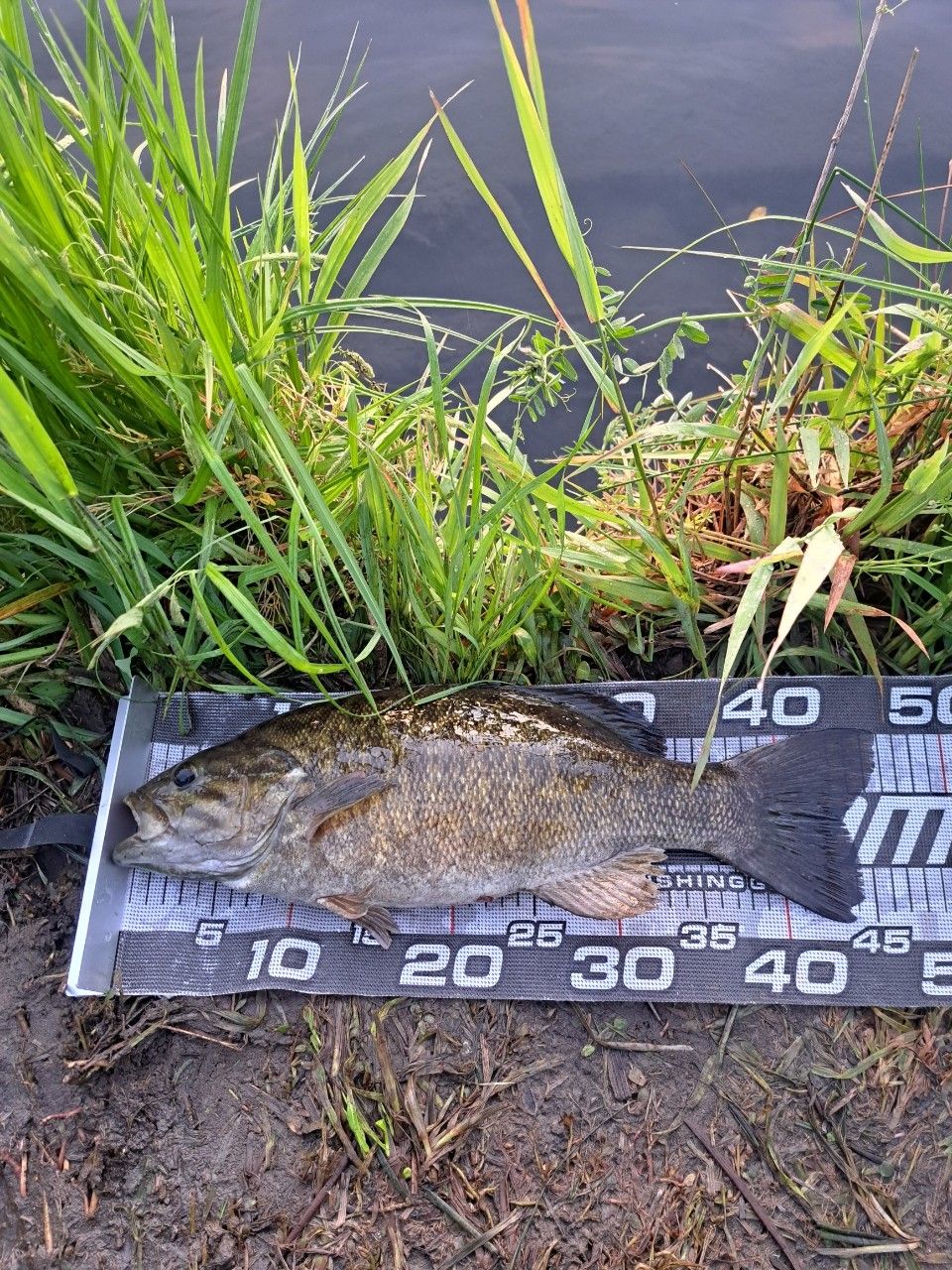 スモールマウスバス