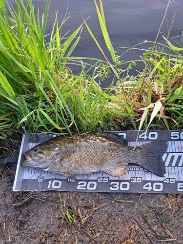 スモールマウスバスの釣果
