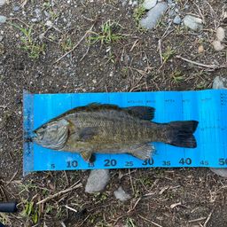 スモールマウスバス