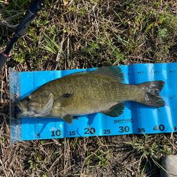 スモールマウスバス