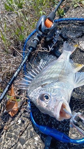 キビレの釣果
