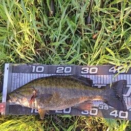 スモールマウスバス