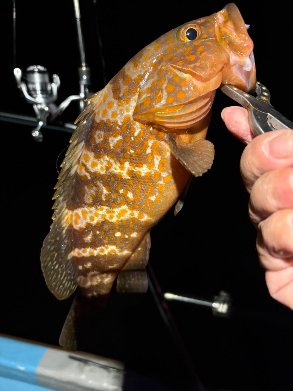 _tkgさんの釣果 3枚目の画像