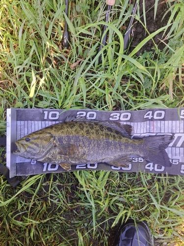 スモールマウスバスの釣果