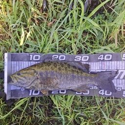 スモールマウスバス