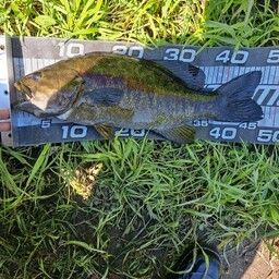 スモールマウスバス