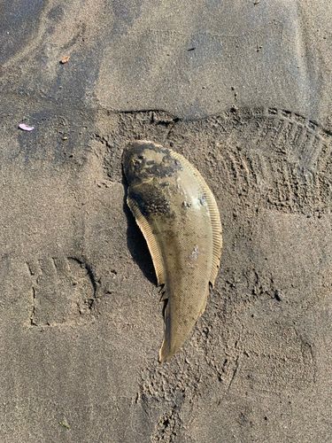 シタビラメの釣果