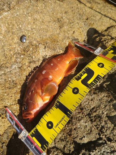 アカハタの釣果