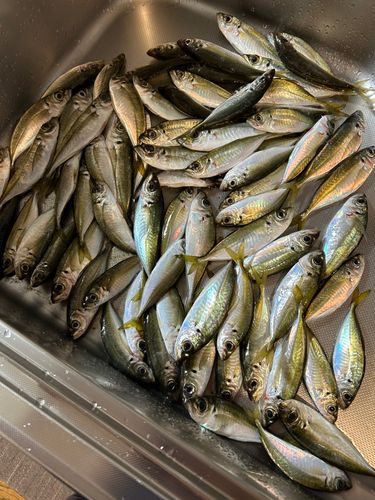アジの釣果