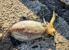 コウイカの釣果