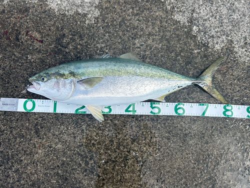 ブリの釣果