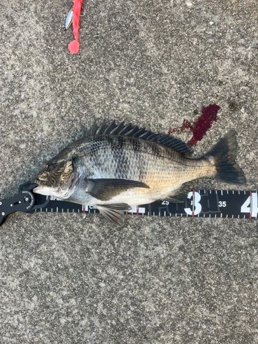 クロダイの釣果