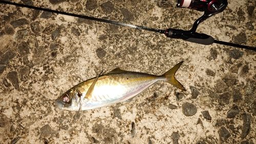 マアジの釣果