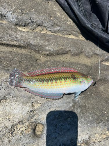 ベラの釣果