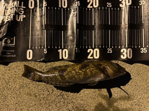 アイナメの釣果