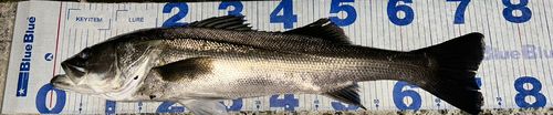 シーバスの釣果