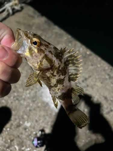 タケノコメバルの釣果