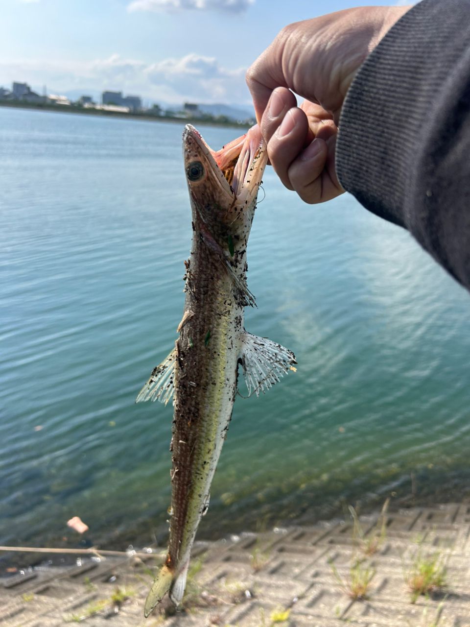 マゴチ