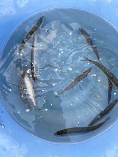 カタクチイワシの釣果