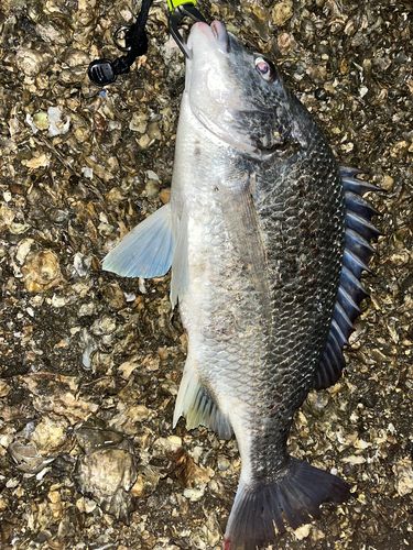 キビレの釣果