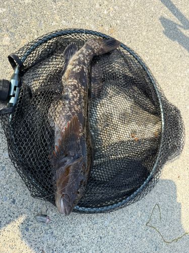 アイナメの釣果