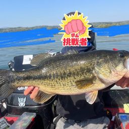 ブラックバス