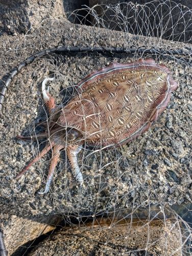 コウイカの釣果