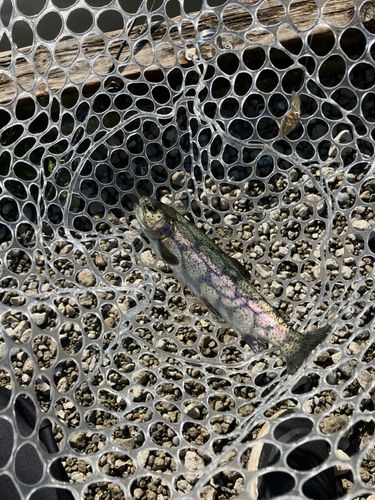 トラウトの釣果