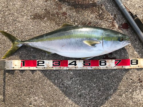 ブリの釣果