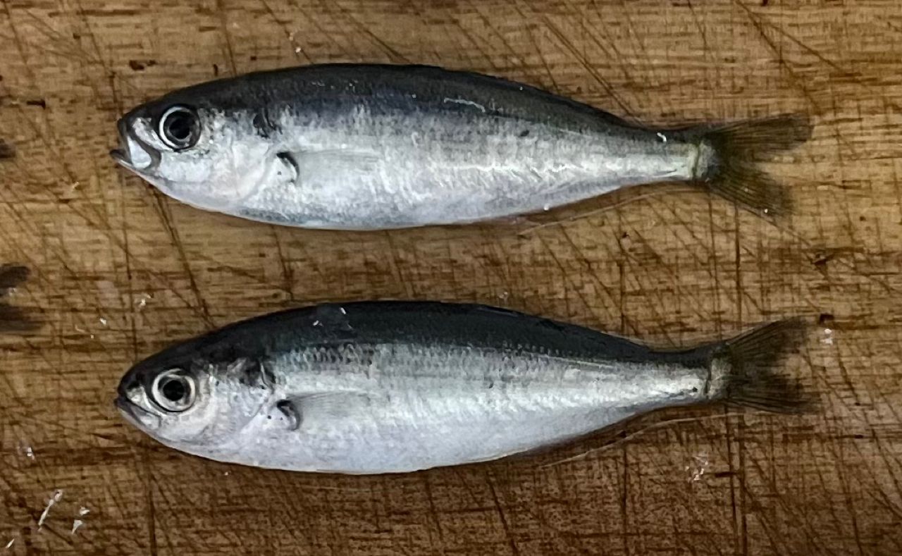シマノ　ホリデーパック　10-240T 極光テトラ165（新品） セット SHIMANO ホリデーパック 10 240Tの最安値・インプレ・釣果
