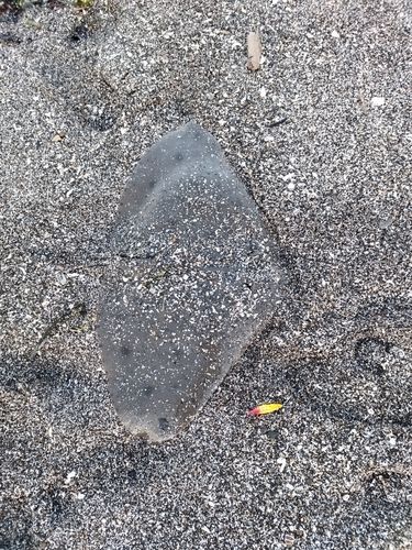ツバクロエイの釣果