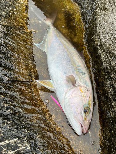 カンパチの釣果