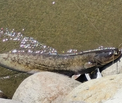 マナマズの釣果