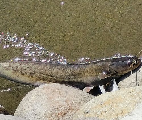 マナマズの釣果