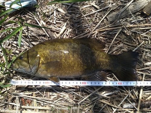 スモールマウスバスの釣果
