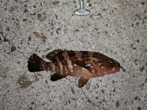 アコウの釣果
