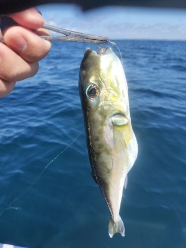 シロサバフグの釣果