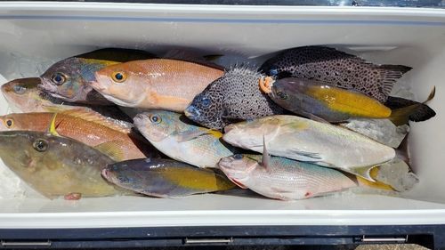 ウメイロの釣果