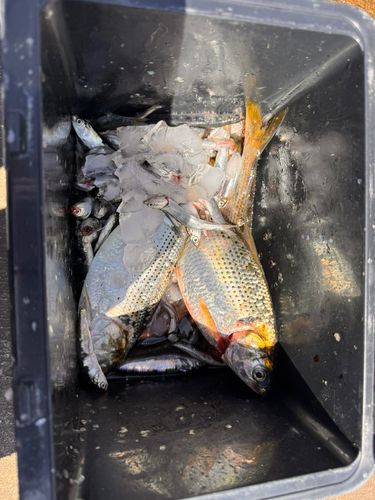 カタクチイワシの釣果