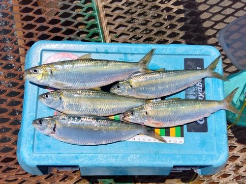 カタボシイワシの釣果