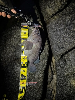 マゾイの釣果