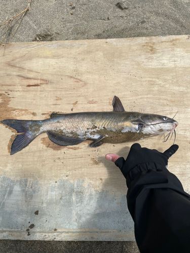アメリカナマズの釣果